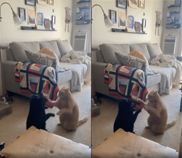 출처 : Reddit / 쎄쎄쎄하는 듯한 두 고양이의 싸움