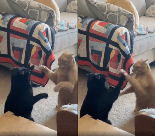 출처 : Reddit / 하악질 하더니 다시 쎄쎄쎄 준비 중인 고양이들