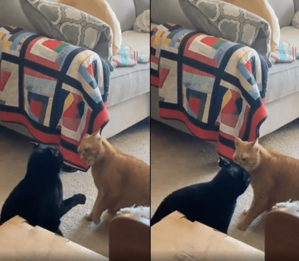 출처 : Reddit / 두 고양이의 싸움을 하악질로 끝날 것인가?