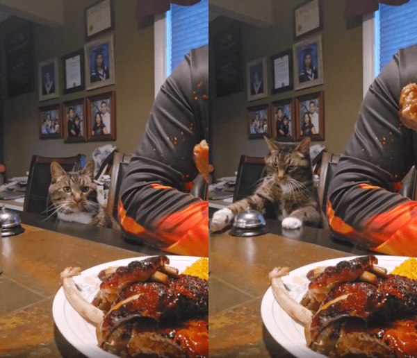 출처 : Reddit / 고기가 먹고 싶어 벨을 가지고 오는 고양이