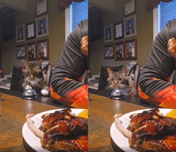 출처 : Reddit / 벨을 눌러 주인에게 고기를 달라고 하는 고양이