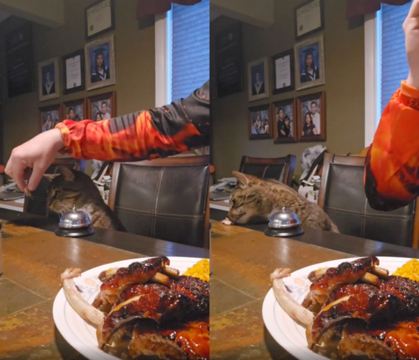 출처 : Reddit / 고기를 먹게 된 고양이의 행복한 순간