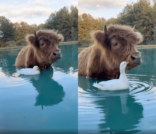 출처 : Reddlt / 소를 향한 오리의 애정 공세