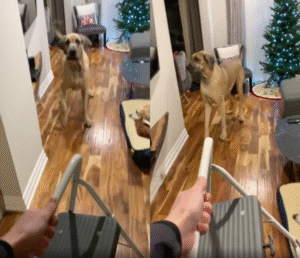 “생활용품들이 다 너무 무서워!” 겁이 너무 많은 이 동물은?