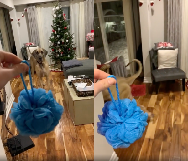 출처 : Reddit / 샤워 타올을 처음 본 듯, 도망가는 대형견