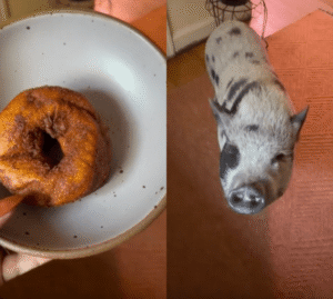 “돌아!” 도넛을 먹기 위한 ㅇㅇ의 도전?