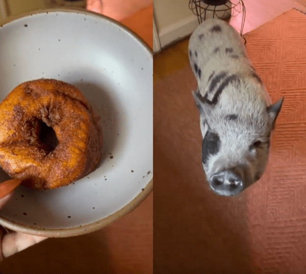 출처 : Reddit / 도넛을 가지고 온 주인을 쳐다보는 돼지
