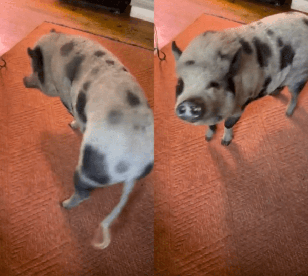 출처 : Reddit / 도넛을 보고 한 바퀴 도는 돼지