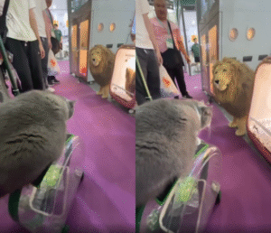 넌 어디서 나타난 동물이냐! 저리 가! 고양이가 공격한 이것의 정체는?