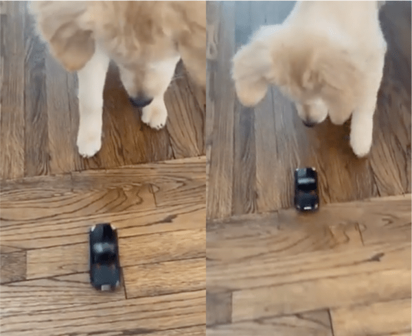 출처: Reddit / 강아지를 향해 돌진하는 RC카