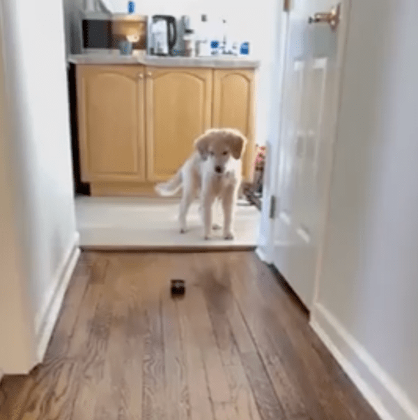 출처: Reddit / '우리 친해질 수 있을까..?'