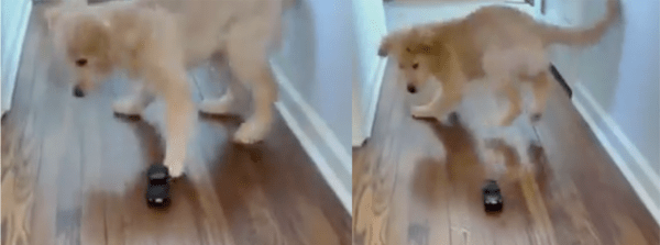 출처: Reddit / 발에 닿자 화들짝 놀라는 강아지