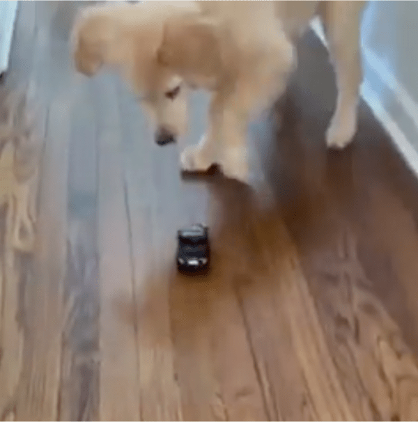 출처: Reddit / RC카가 무서운 강아지