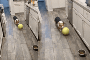 순식간에 아수라장으로 만들어버린 코기의 발짓 한방