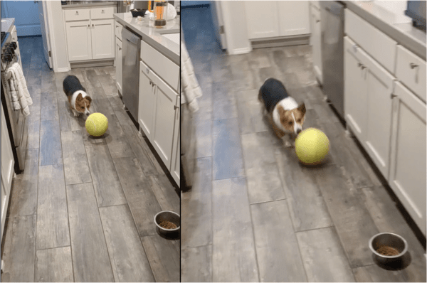 출처: Reddit / 신나게 공놀이 중인 강아지