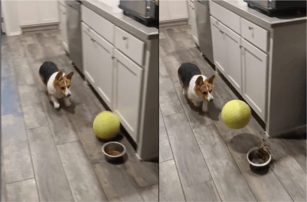 출처: Reddit / 밥그릇에 명중한 공