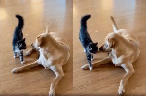 깡패냥도 체급 차이 앞에선 어찌할 도리가 없다?