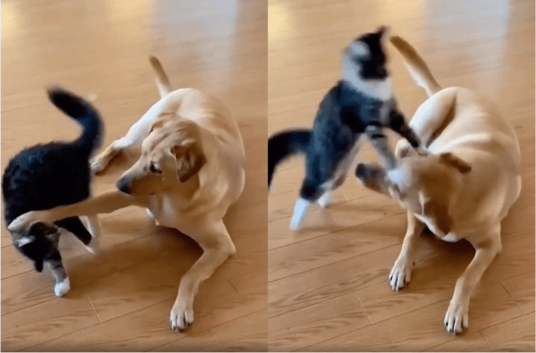 출처: Reddit / 먼저 도발을 시작한 강아지