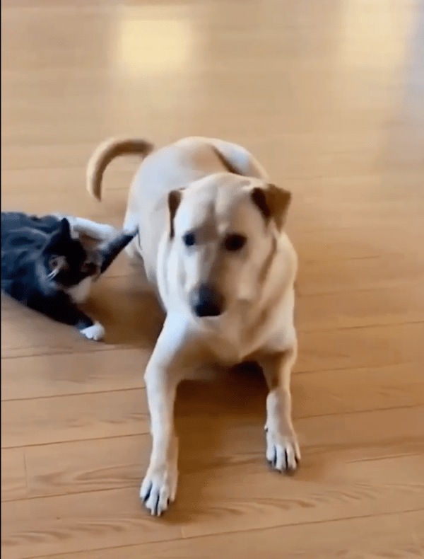 출처: Reddit / '패배는.. 고양이의 자존심이 허락하지 않아' 