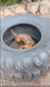 ‘이것’ 하나만 있어도 잘 놀아요. 닥스훈트들이 만든 놀이기구