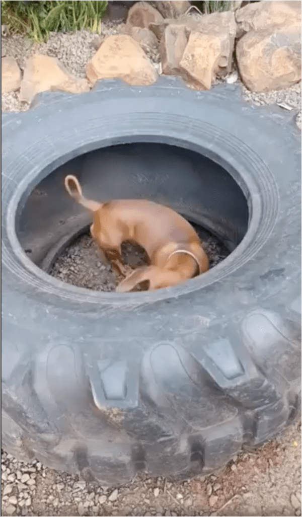 출처: Reddit / 타이어 안에 들어가 있는 강아지