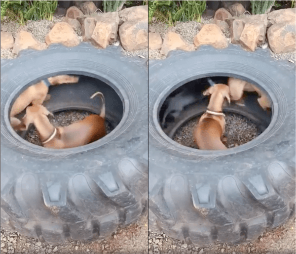 출처: Reddit / 빙글빙글 달리며 노는 강아지들