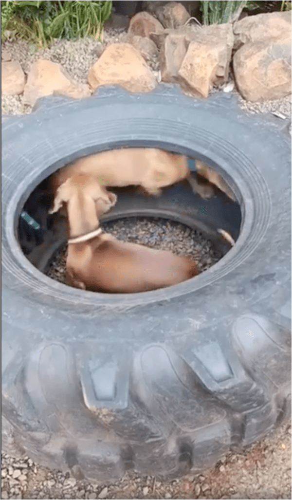 출처: Reddit / 친구들과 함께 도는 중앙의 강아지