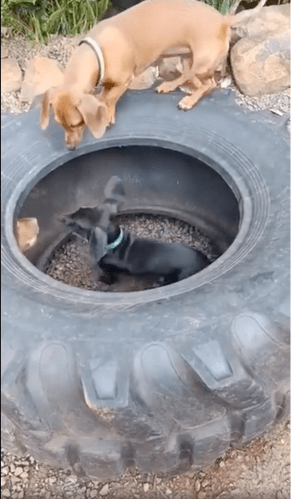 출처: Reddit / 시야 확보를 위해 타이어 위로 올라선 강아지