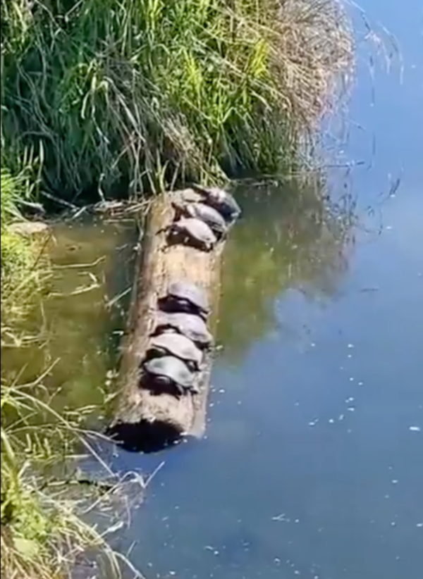 출처: Reddit / 통나무 위의 일곱 마리 거북이