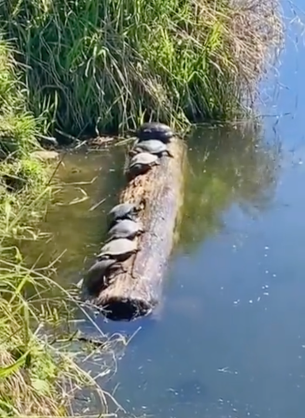 출처: Reddit / 중심을 잡고 있는 일곱 마리 거북이