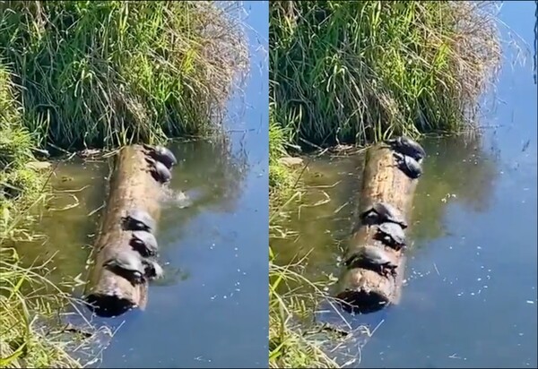 출처: Reddit / 버티지 못하고 떨어진 두 마리의 거북이