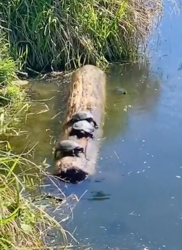 출처: Reddit / 마지막까지 살아남은 생존 거북이 세 마리