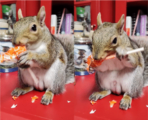 속세의 맛을 경험한 다람쥐 ‘아니, 이 극강의 단맛은..!?’