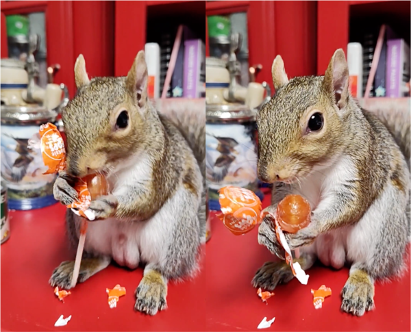 출처: Reddit / 사탕의 단맛을 본 다람쥐