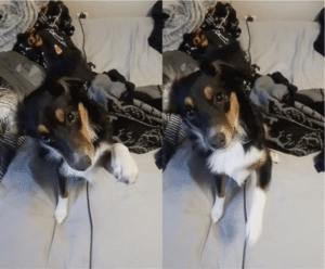 강아지가 앞발 하나로 주인과 소통하는 방법은?