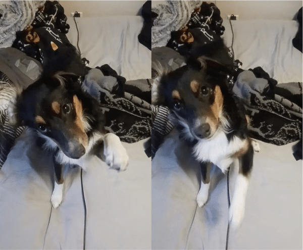 출처: Reddit / 주인에게 앞발을 내미는 강아지