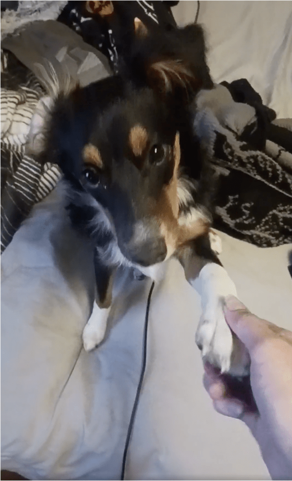 출처: Reddit / 주인과 손을 맞잡은 강아지