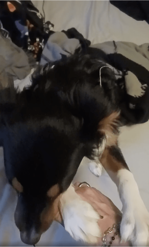 출처: Reddit / 주인의 손길이 너무 좋은 강아지