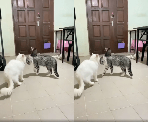 출처: Reddit / 싸움이 벌어질 것 같은 상황