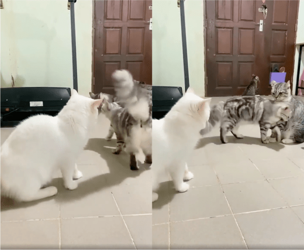 출처: Reddit / 다시 한번 싸움을 막는 고양이