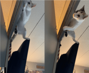 “나는 닌자 혹은 스파이더냥” 고양이가 요즘 맛 들인 놀이