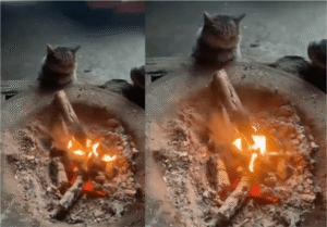 불멍 타임 즐기는 고양이, 하루의 유일한 힐링 타임일지도?