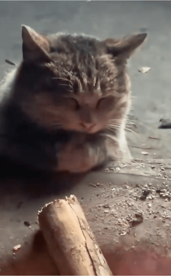 출처: Reddit / 눈을 감고 온기를 느끼는 고양이