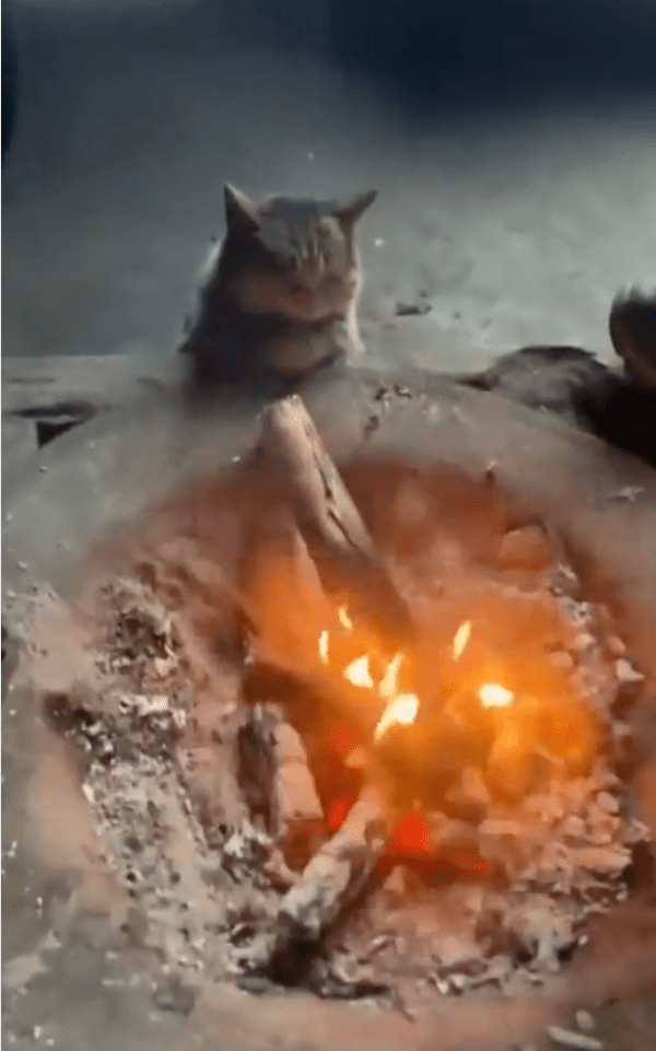 출처: Reddit / 명상하는 중일 지도 모르는 고양이