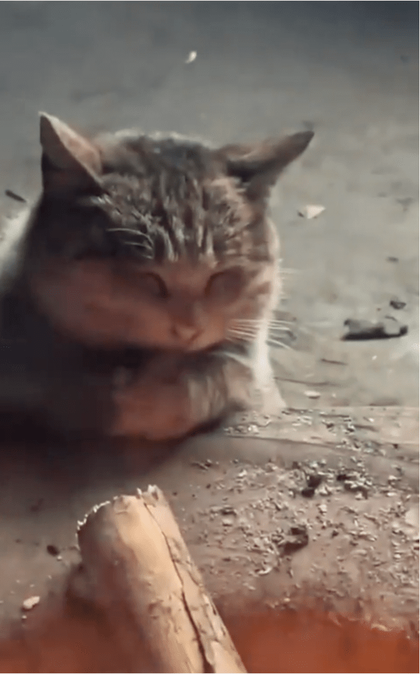 출처: Reddit / 고양이의 힐링 타임