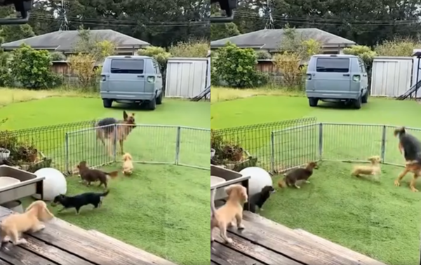 출처 : Reddit / 마당 울타리를 매우 쉽게 뛰어넘는 쉐퍼트와 그를 바라보는 닥스훈트들