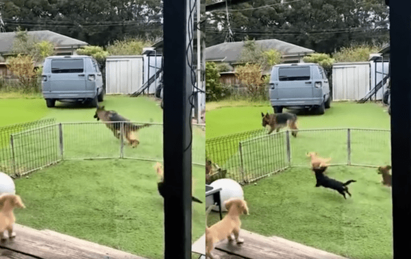 출처 : Reddit / 닥스훈트들이 제대로 못 따라 하자 답답한지 여러 번 뛰는 쉐퍼트