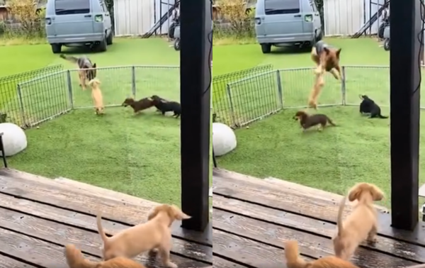 출처 : Reddit / 울타리를 뛰어넘지 못하는 닥스훈트들에게 여러 번 반복하며 응원하는 듯한 쉐퍼트