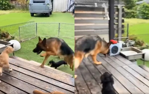 출처 : 너무 많이 뛰었는지 물 마시러 온 쉐퍼트와 그를 졸졸 쫓아다니는 닥스훈트들