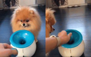 “이렇게 돌면 장난감 공이 나오겠지?” 잘못 입력한 포메라니안